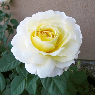 White Yellow Rose Plant Seeds for Planting Non-GMO Heirloom Garden Seeds for Growing Beautiful Flowers