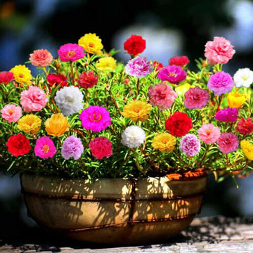 Mixed Miniature Rose Plant Seeds for Planting - Non-GMO Heirloom Garden Seeds for Growth