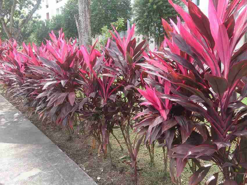 Cordyline Rubra Plant Seeds for Planting - 100 pcs for planting in your garden.