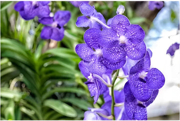 Heirloom Non-GMO Violet Vanda Orchid Flower Seeds for Garden Planting – Exotic Epiphytic Blooms