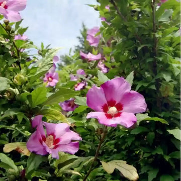 Rose of Sharon Hibiscus Seeds for Planting – Heirloom, Non-GMO Flower Garden Seeds