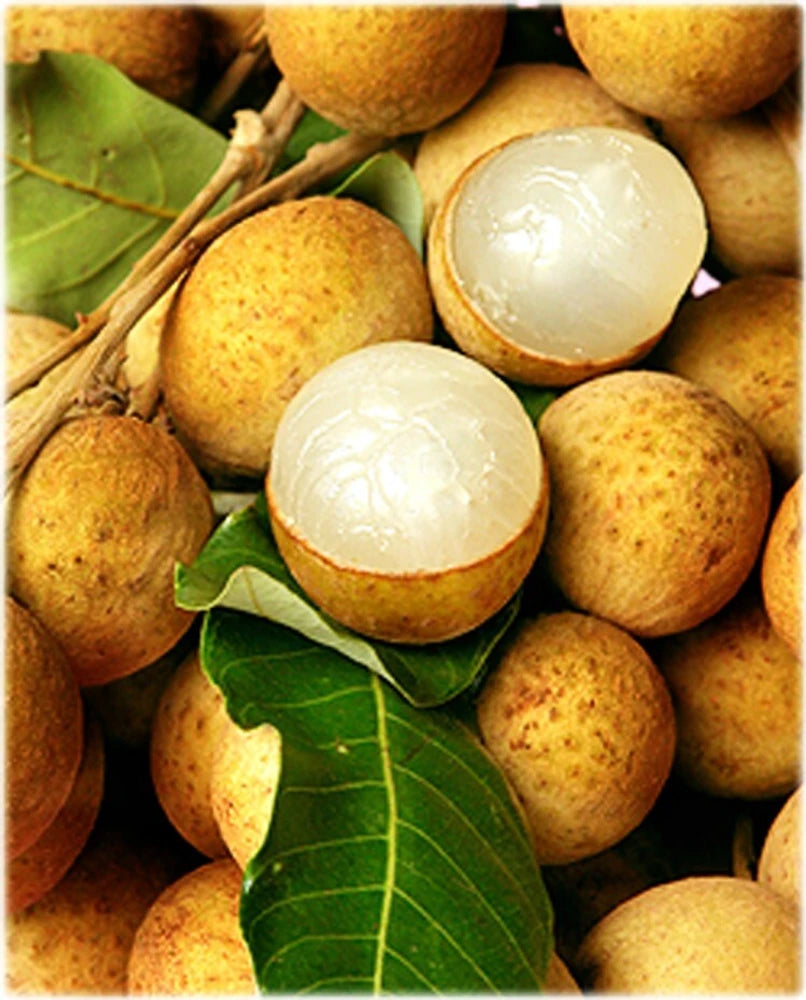 Yellow Lychee Fruit Seeds for Planting – Heirloom & Non-GMO Seeds