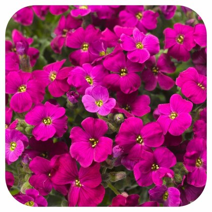 Pink Aubrieta Plant Seeds for Planting - 100 pcs seeds for planting in home garden