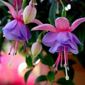 Purple Fuchsia Flower Seeds – Heirloom Non-GMO Flower Seeds for Planting