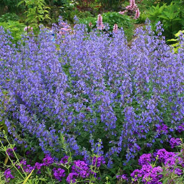 Blue Catmint Plant Seeds for Planting-Fragrant Herb Gardens and Decor – Fresh Herb for Your Garden