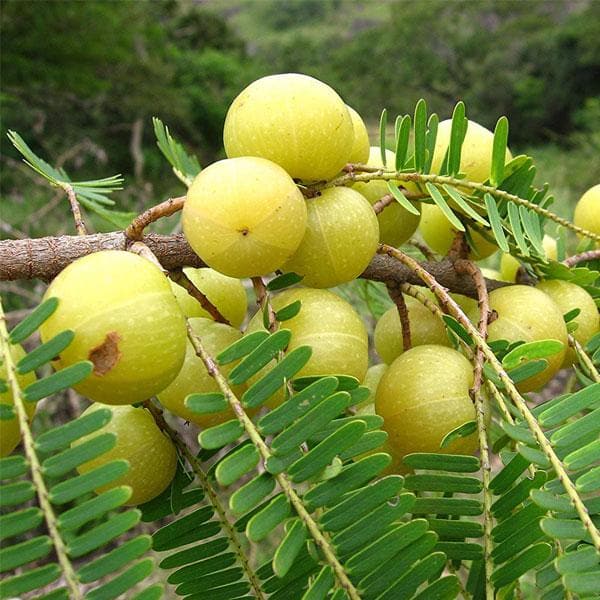 Amla Phyllanthus emblica seeds for medicinal garden