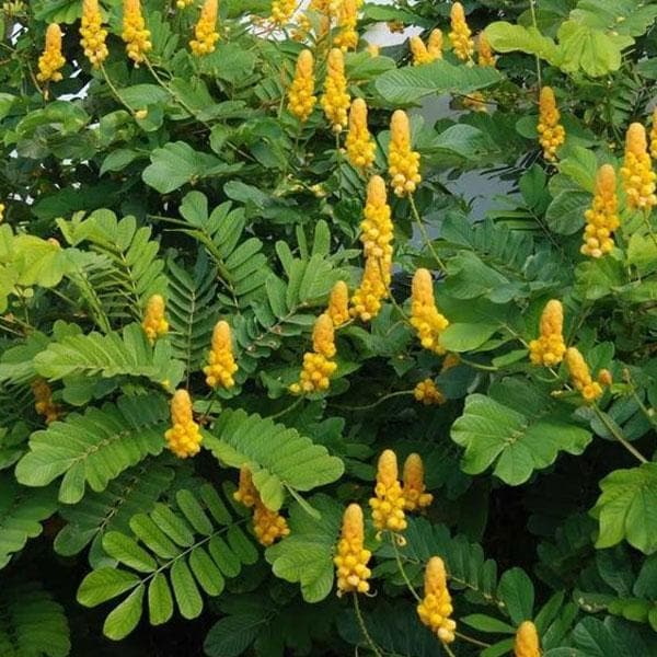 Heirloom Yellow Cassia Alata Flower Seeds – Non-GMO Seeds for Medicinal and Ornamental Garden Planting