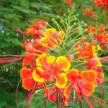 Caesalpinia Flower Seeds for Planting, Heirloom, Non-GMO, 100 pcs