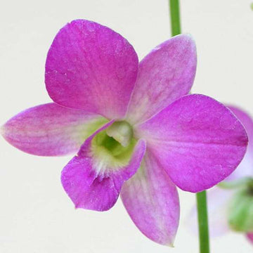 Dendrobium Flower Seeds Lavender for Planting, NON GMO Seeds