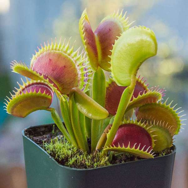 PCS Easy-Care Venus Flytrap Seeds – Fast-Germinating Exotic Carnivorous Plants