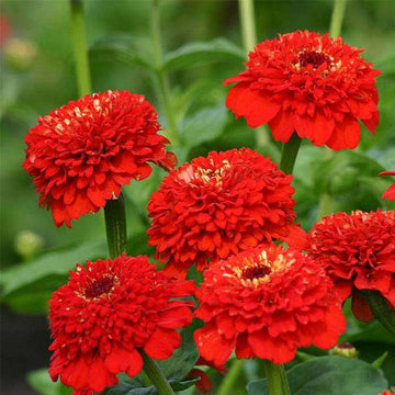 Red Flower Pot Plant Seeds for Planting â€“ NON GMO Seeds