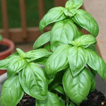 Genovese Basil Seeds – For Fresh Culinary Creations-Heirloom & Non-GMO Seeds for planting – Fresh Herb for Your Garden