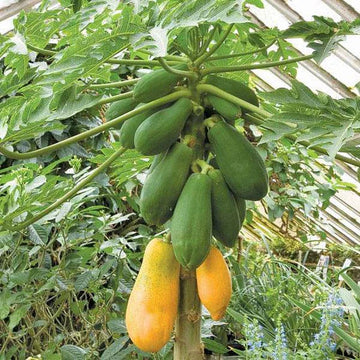 Carica Papaya Fruit Tree Seeds for Planting - Grow Your Own Sweet Papaya Trees, Heirloom Seeds
