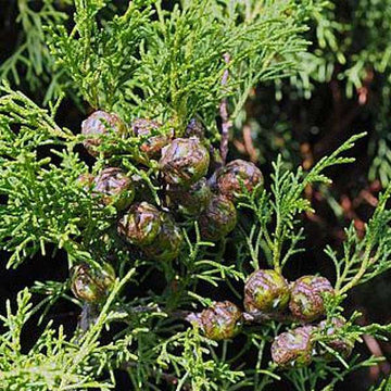 Green Cupressus Plant Seeds – Heirloom & Non-GMO Seeds for planting – Fresh Herb for Your Garden