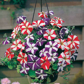 Ultra Star Petunia Violacea Flower Seeds for Planting - Heirloom, NON-GMO, Easy-to-Grow Garden Blooms