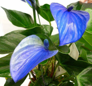 Blue Anthurium Planting Seeds for Garden - Heirloom and Non-GMO Seeds