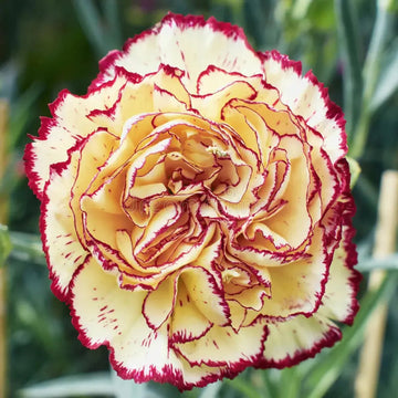Yellow Purple Carnation Flower Seeds – Non-GMO Seeds for Vibrant Garden Planting