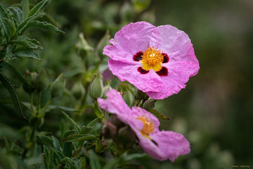 Rock Rose Flower Seeds for Planting – Heirloom, Non-GMO Seeds for Colorful Gardens