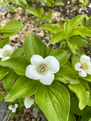 Heirloom Bunchberry Flower Seeds, Non-GMO Groundcover Blooms for Woodland Garden Planting