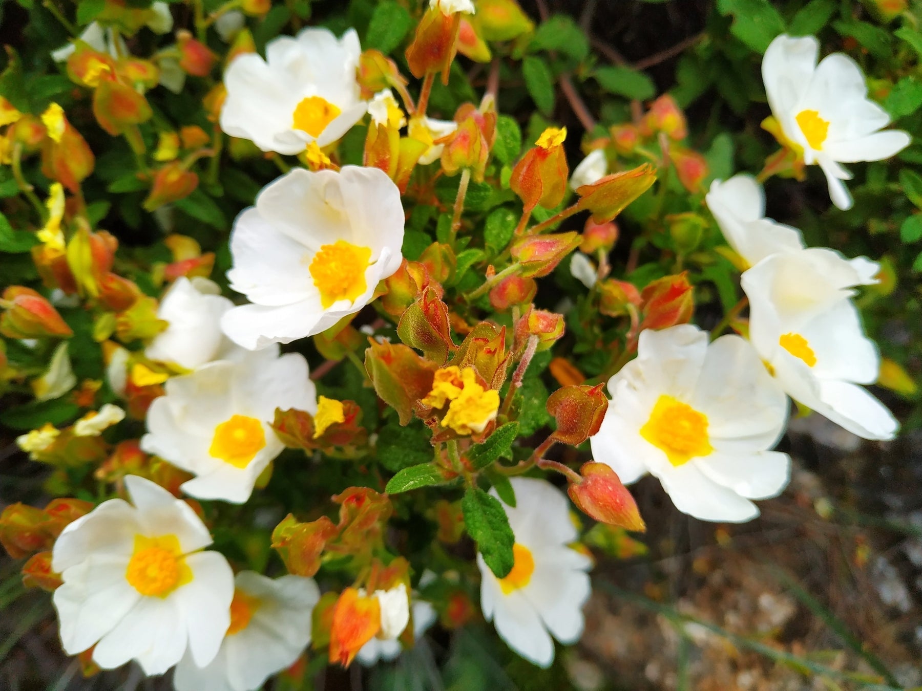 Salviifolius Flower Seeds for Planting - 100 pcs for planting in your garden.