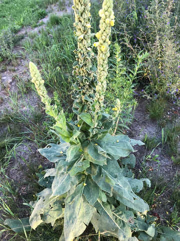 Green Verbascum Thapsus Plant Seeds for Planting - NON GMO Seeds
