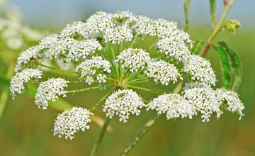 Heirloom Non-GMO Cicuta Maculata Flower Seeds for Planting – Unique Wetland Wildflower Blooms