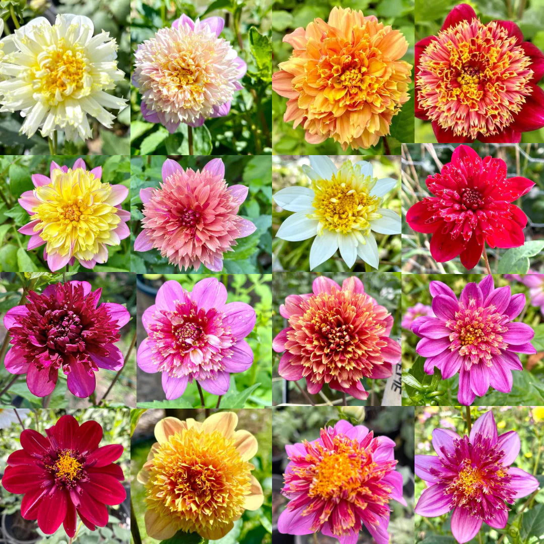 Dahlia Anemone Mix Flower Seeds for Planting – Heirloom and Non‑GMO Garden Seeds