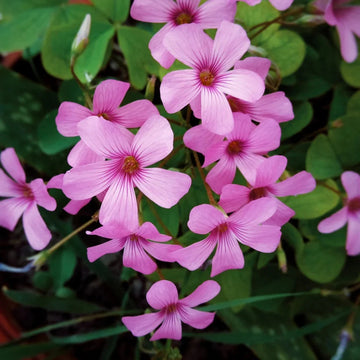Oxalis Flower Seeds – Heirloom, Non-GMO Seeds for Planting Colorful and Hardy Garden Blooms