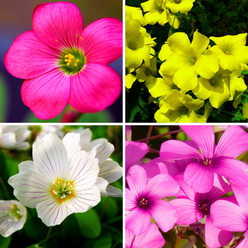 Oxalis Flower Seeds – Heirloom, Non-GMO Seeds for Planting Colorful Blooms