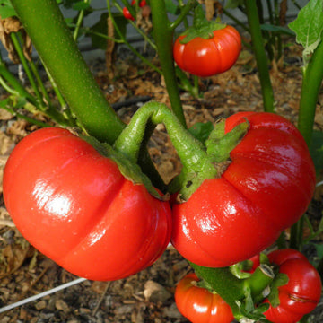 Goyo Kumba Eggplant Vegetable Seeds