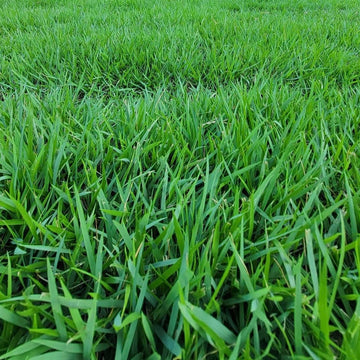 Zoysia Palisades Grass Seed