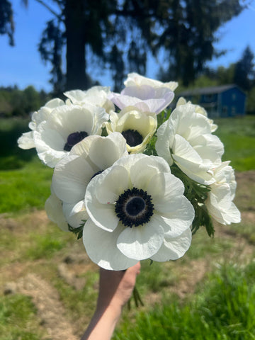 Anemone Flower Seeds for Planting, Heirloom, Non-GMO, 100 pcs