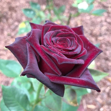 Black Maroon Rose Heirloom Non-GMO Seeds for Garden Planting