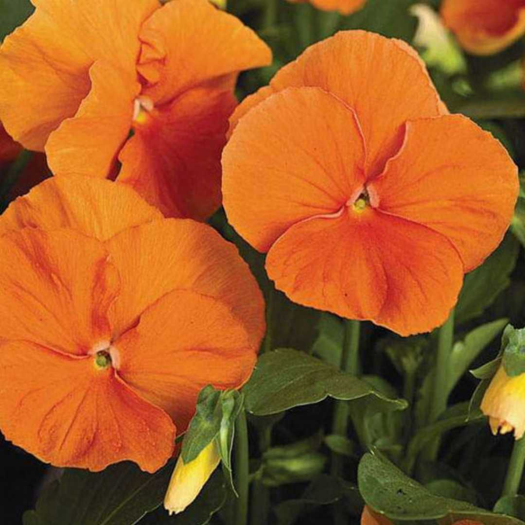 Heirloom Pansy Flower Seeds for Planting, Non-GMO for planting in home garden