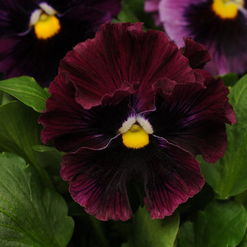 Organic Burgundy Pansy Flower Seeds for Planting – Heirloom, Non-GMO Garden Seeds