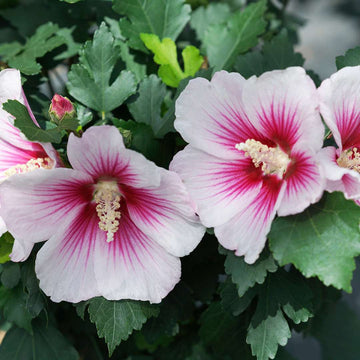 Pink & White Hibiscus Heirloom Non-GMO Seeds for Planting