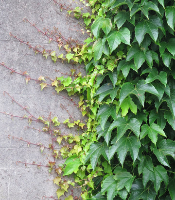 Parthenocissus Tricuspidata Flower Seeds – Heirloom, Non-GMO, Climbing Vine Blooms for Garden Planting