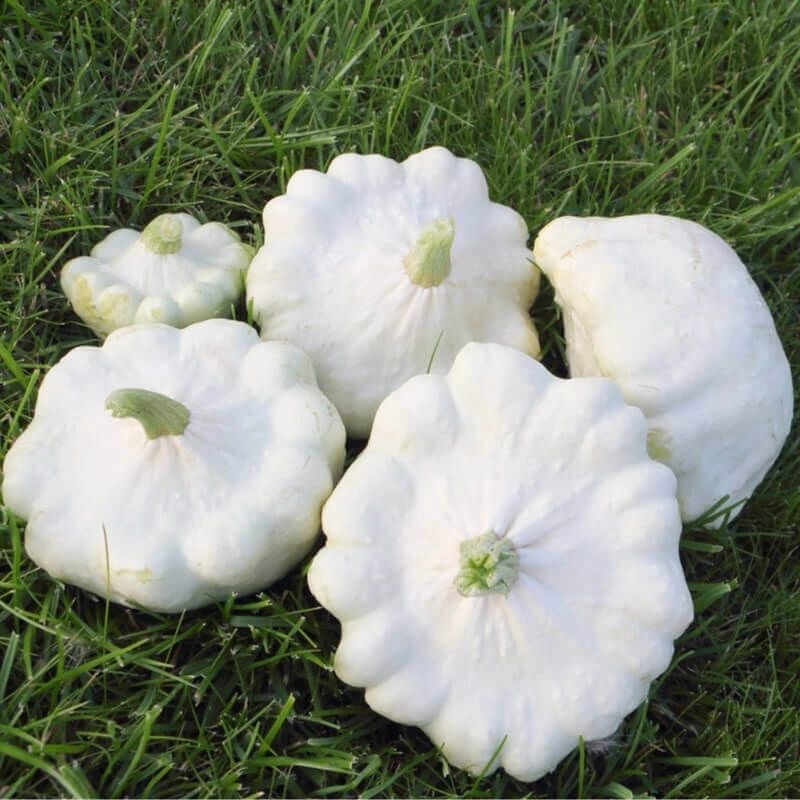 White Patisson Squash Cucurbita pepo seeds for garden planting