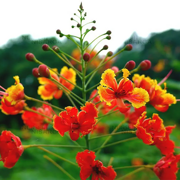 Caesalpinia Flower Seeds 100 pc for Planting 100 pcs
