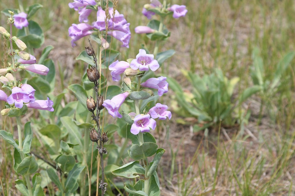 Heirloom Penstemon Grandiflorus Flower Seeds for Planting, Non-GMO - Penstemon for planting in home garden