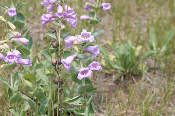 Heirloom Penstemon Grandiflorus Flower Seeds for Planting, Non-GMO