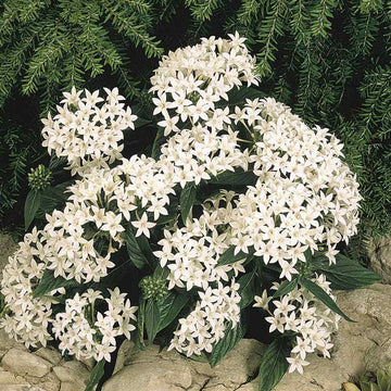 White Pentas Starla Flower Seeds for Planting - NON GMO Seeds