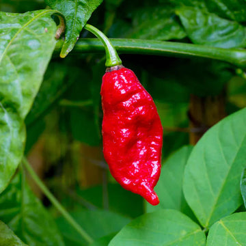 Ghost Hot Pepper Seeds for Planting heirloom & Non-GMO Seeds