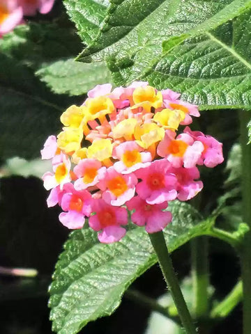 Heirloom Non-GMO Lantana Camara Flower Seeds for Planting – Colorful Drought-Tolerant Garden Blooms