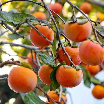 Sweet Italian Persimmon Fruit Seeds