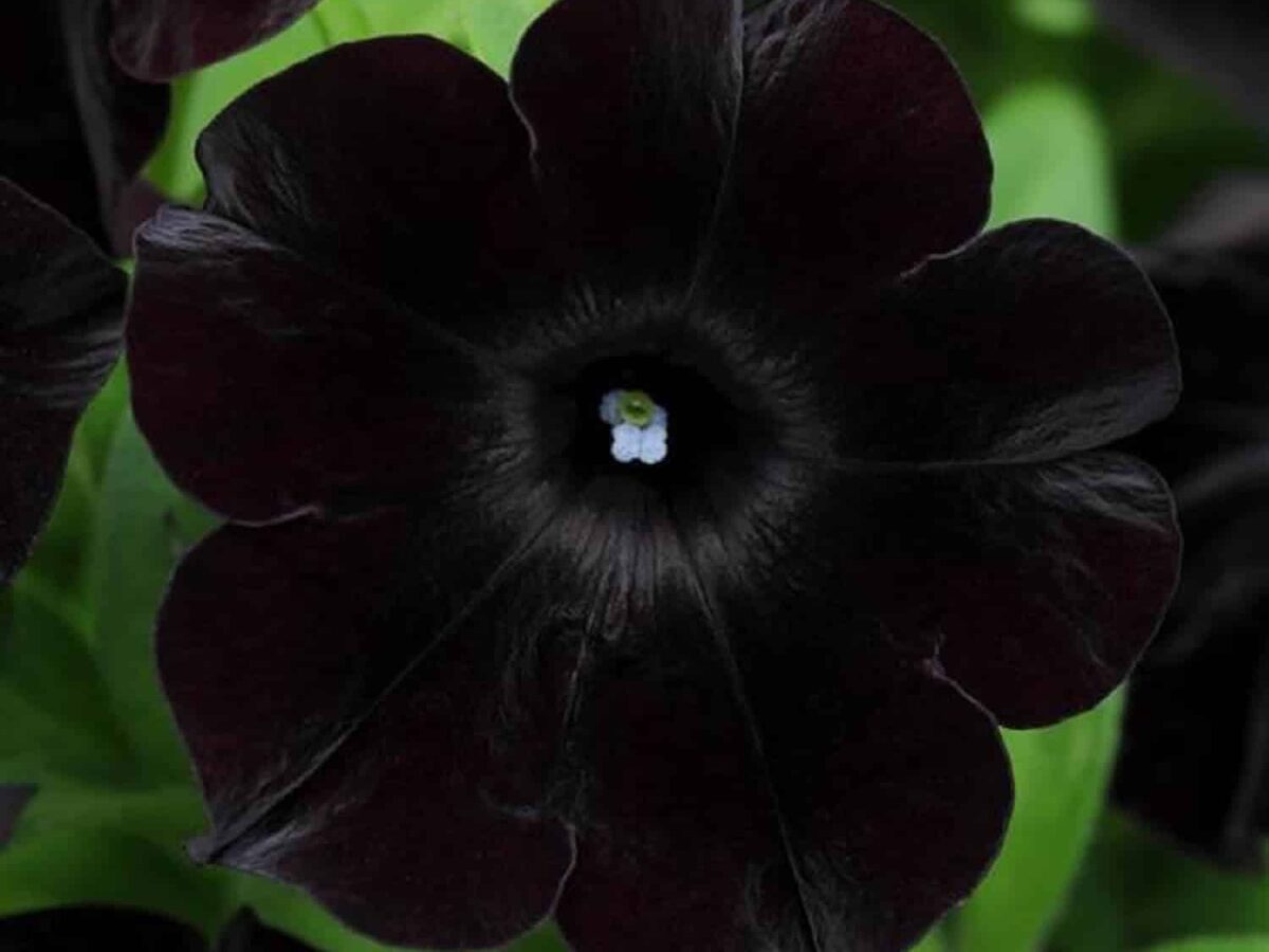 Black Cherry Petunia Flower Seeds for Planting - Heirloom, NON-GMO, Easy to Grow Garden Blooms seeds for planting in home garden