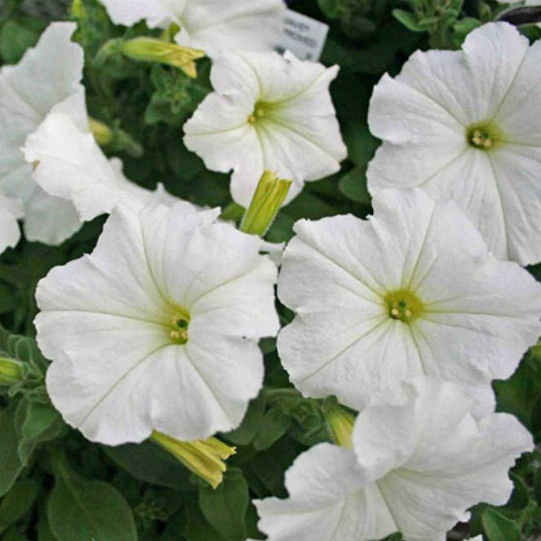 White Petunia Grandiflora Seeds for Planting - Heirloom, NON-GMO Flower Seeds for Beautiful Blooms