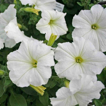 White Petunia Grandiflora Seeds for Planting - Heirloom, NON-GMO Flower Seeds for Beautiful Blooms