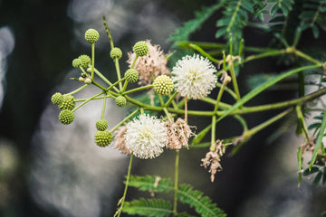 Heirloom River Tamarind Flower Seeds, Non-GMO Fast-Growing Blooms for Shade and Garden Planting