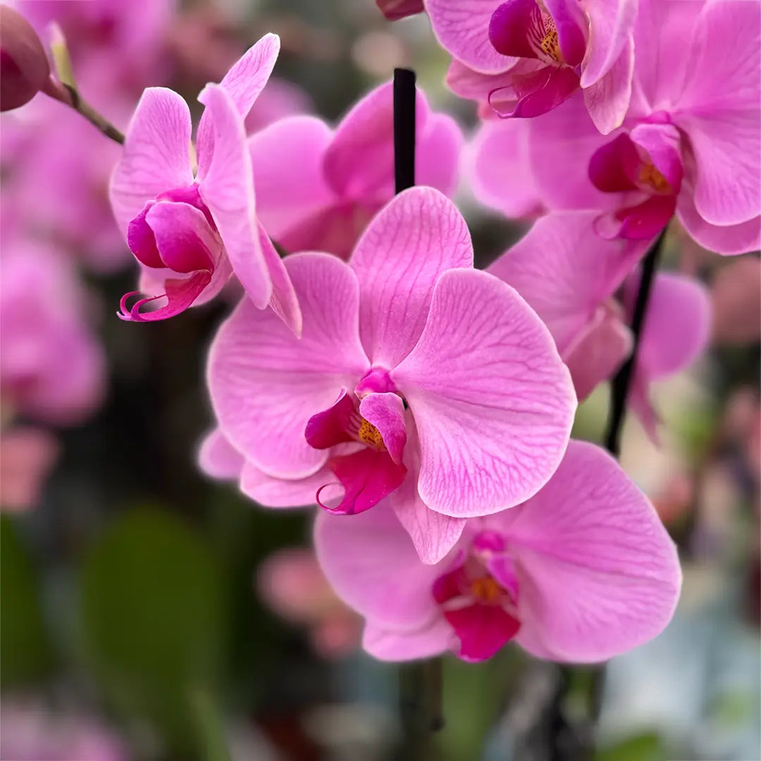 Baby Pink Phalaenopsis Orchid Seeds – Premium Non-GMO Seeds for Planting seeds for planting in home garden